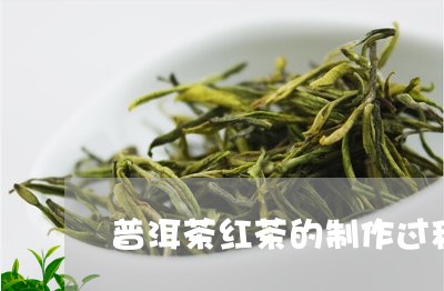 普洱茶红茶的制作过程/2023120624181