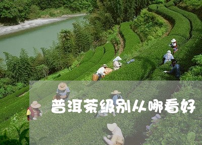 普洱茶级别从哪看好/2023083082603