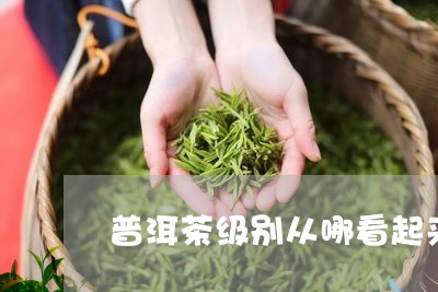 普洱茶级别从哪看起来高/2023082738261