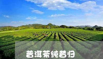 普洱茶纯昔归/2023042988572