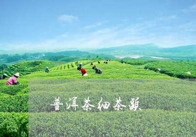 普洱茶细茶头/2023042876370