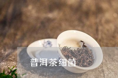 普洱茶细菌/2023090660927