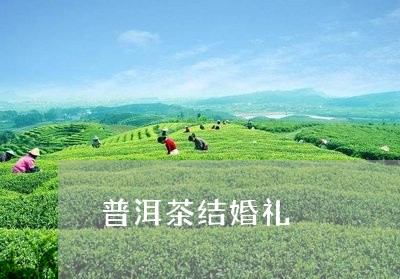 普洱茶结婚礼/2023082673927