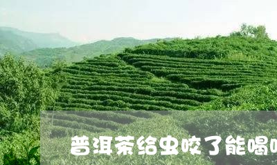 普洱茶给虫咬了能喝吗/2023072328271