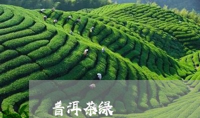 普洱茶绿/2023121883925