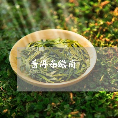 普洱茶绿菌/2023102569471