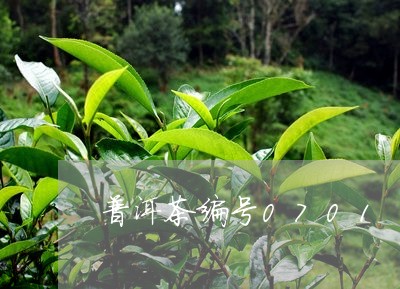 普洱茶编号0701/2023091510392