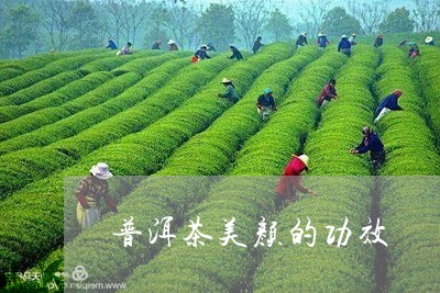 普洱茶美颜的功效/2023110975925