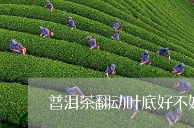 普洱茶翻动叶底好不好/2023093041736