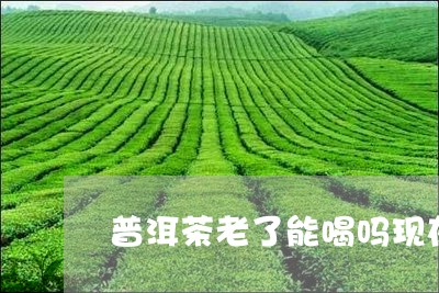 普洱茶老了能喝吗现在还能喝吗/2023121792715