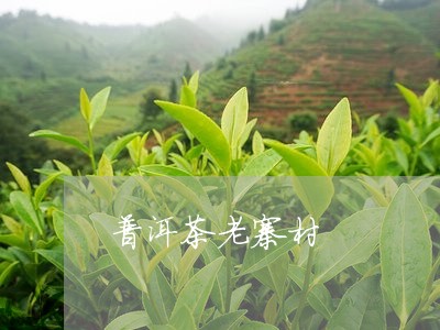 普洱茶老寨村/2023042592870