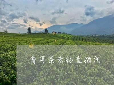 普洱茶老杨直播间/2023081642926