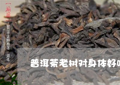 普洱茶老树对身体好吗/2023100634056