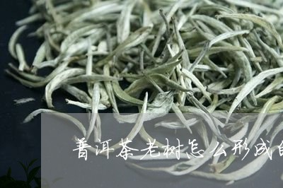 普洱茶老树怎么形成的/2023080136158