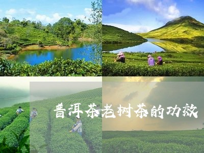 普洱茶老树茶的功效/2023070937379