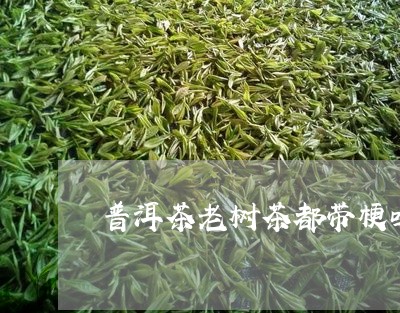 普洱茶老树茶都带梗吗/2023062316359