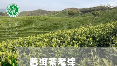 普洱茶老涂/2023112625947