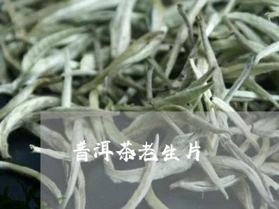 普洱茶老生片/2023042701908