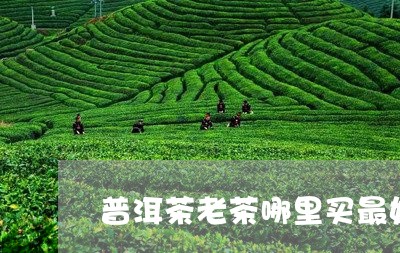 普洱茶老茶哪里买最好喝/2023121794906