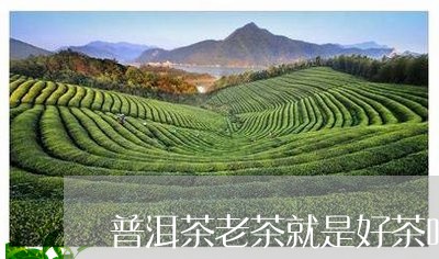 普洱茶老茶就是好茶吗/2023080314348