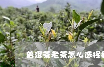 普洱茶老茶怎么选择好/2023110785838