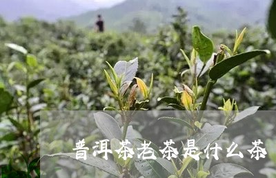 普洱茶老茶是什么茶/2023070970626