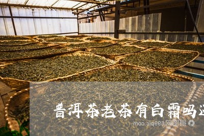 普洱茶老茶有白霜吗还能喝吗/2023052963725