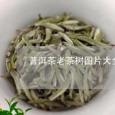 普洱茶老茶树图片大全/2023073174826