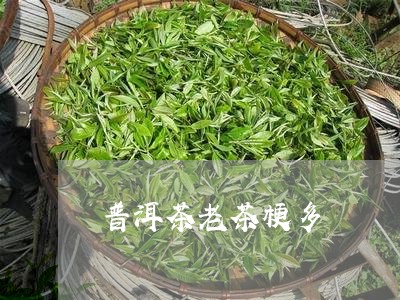 普洱茶老茶梗多/2023083010726