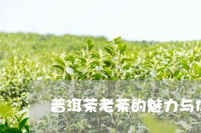 普洱茶老茶的魅力与价值/2023112556169