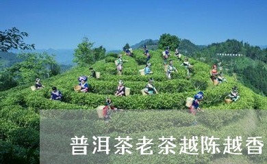 普洱茶老茶越陈越香吗/2023062179805