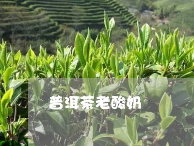 普洱茶老酸奶/2023042626363