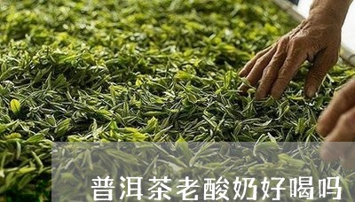 普洱茶老酸奶好喝吗/2023082603926