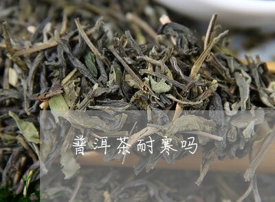 普洱茶耐寒吗/2023042780562