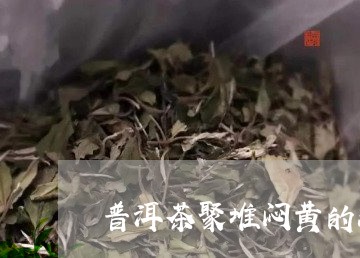 普洱茶聚堆闷黄的缺点/2023092950504