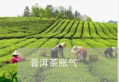 普洱茶胀气/2023090605247