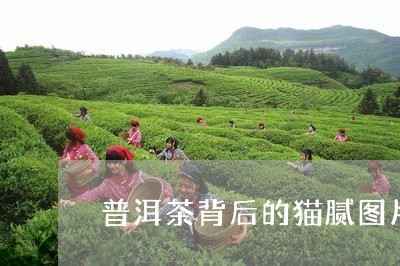 普洱茶背后的猫腻图片高清/2023112560204