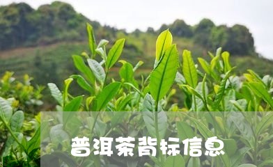 普洱茶背标信息/2023102663616