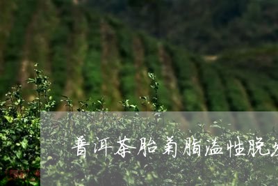 普洱茶胎菊脂溢性脱发/2023100794938