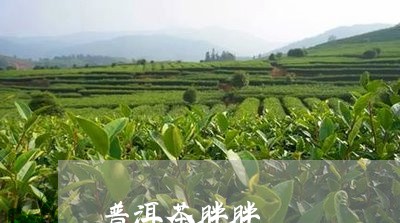 普洱茶胖胖/2023083031515