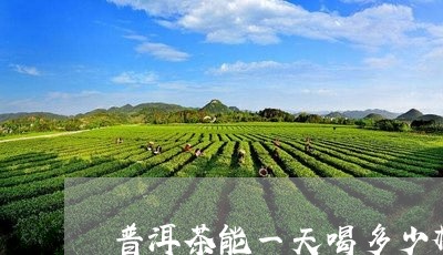 普洱茶能一天喝多少杯比较好/2023052830673