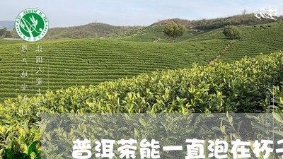 普洱茶能一直泡在杯子里吗/2023051071825