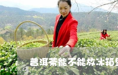 普洱茶能不能放冰箱里/2023092758392