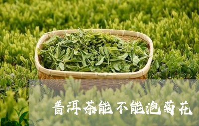 普洱茶能不能泡菊花/2023091582517