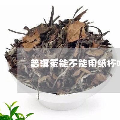 普洱茶能不能用纸杯喝着/2023103182616