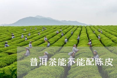 普洱茶能不能配陈皮/2023071000146