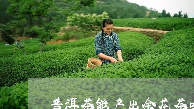 普洱茶能产出金花茶吗/2023062112929