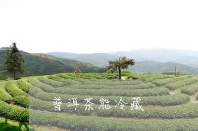 普洱茶能冷藏/2023042822614