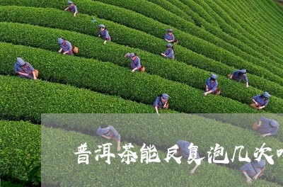 普洱茶能反复泡几次喝嘛/2023103190403