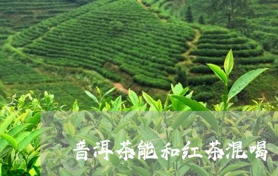 普洱茶能和红茶混喝/2023120543614